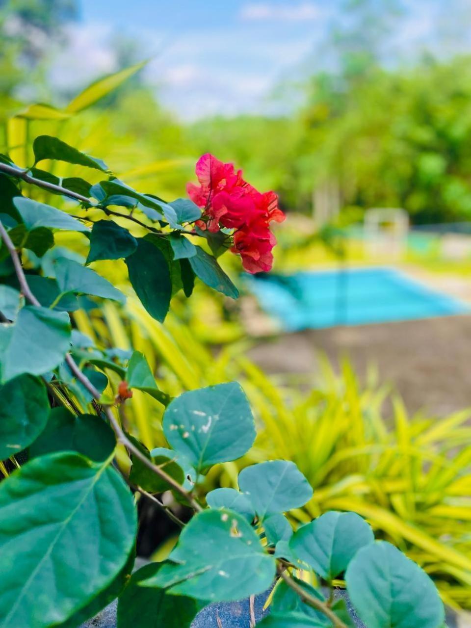 Hanthana Sk Paradise Gampola Εξωτερικό φωτογραφία